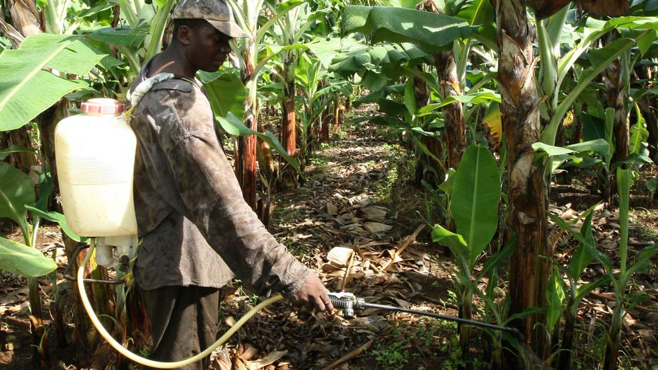 Bananeraie en Guadeloupe - © Nathanaël Mergui/Mutualité française