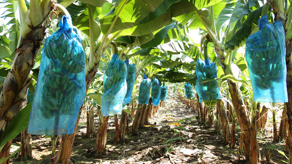 Bananeraie en Guadeloupe - © Nathanaël Mergui/Mutualité française